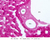 b31b liver 40x pas labeled.jpg