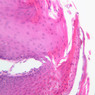 A64, Tongue, 20x (H&E)
