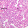 B43, Submandibular Gland, 10x Labeled (H&E)