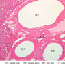 B30, Liver, 10x Labeled (H&E)